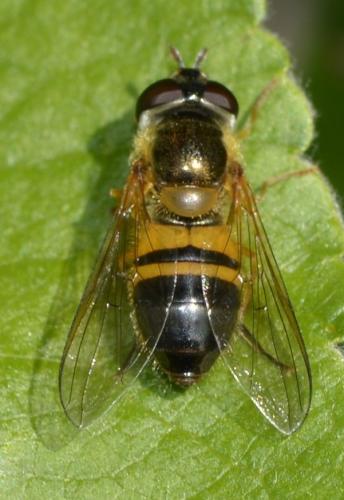 Réf. 205 701 : Epistrophe eligans